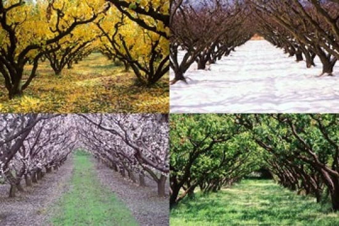 Orchard through the Seasons Central Otago South Island New Zealand Canvas Art - David Wall DanitaDelimont (36 x 25)