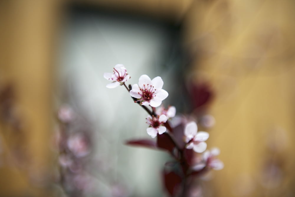 Orchard tree with spring blossoms Toronto Ontario Canada Canvas Art - Motty Levy Design Pics (19 x 12)
