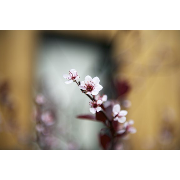 Orchard tree with spring blossoms Toronto Ontario Canada Canvas Art - Motty Levy Design Pics (19 x 12)