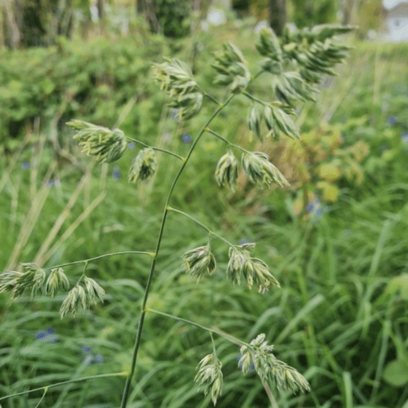 Nature's Seed Orchardgrass Seed - 5 Lb