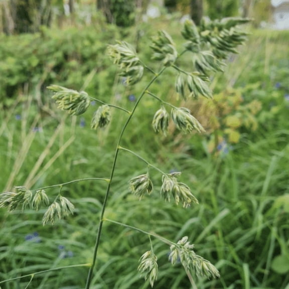 Nature's Seed Orchardgrass Seed - 5 Lb