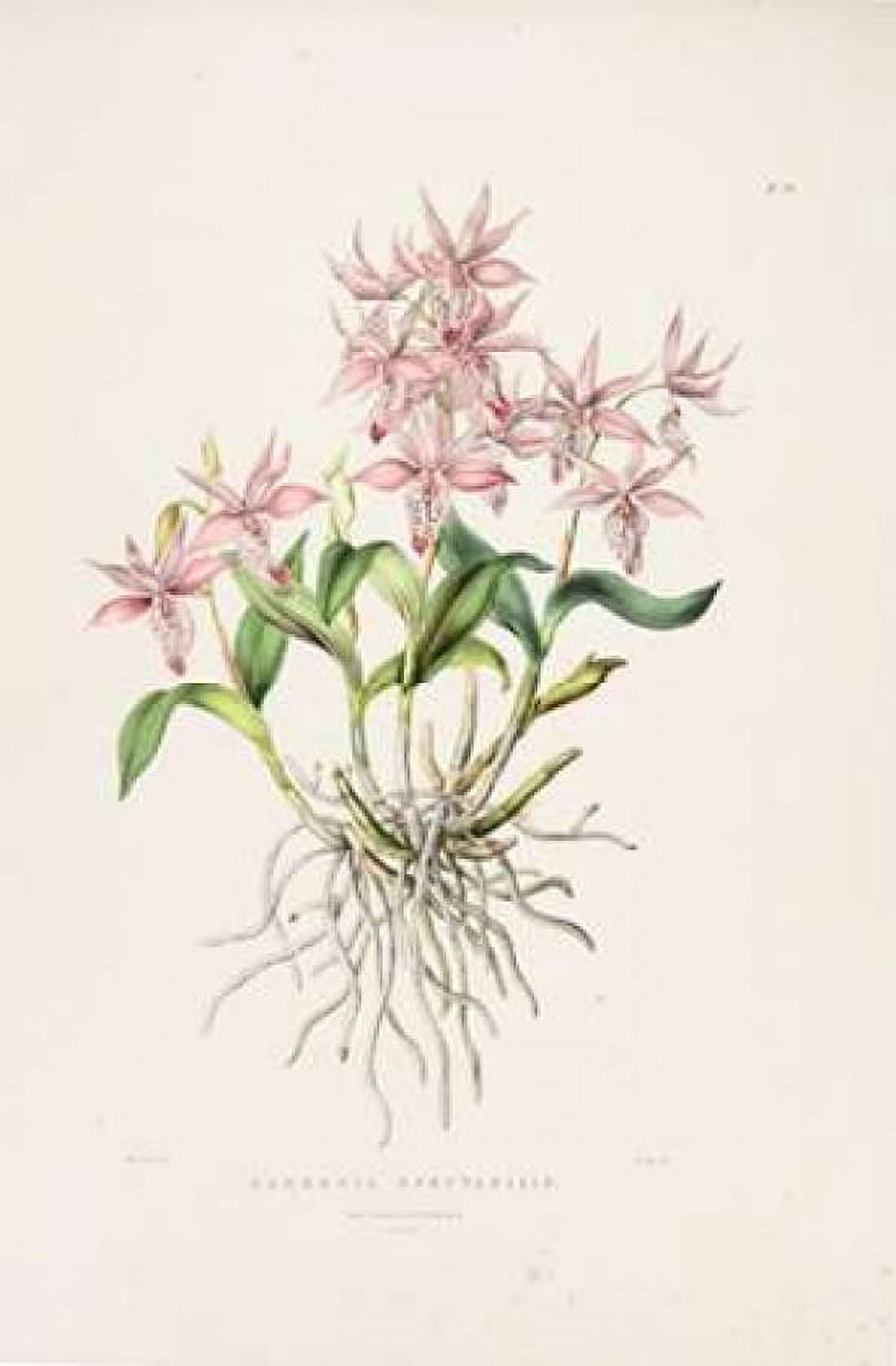 Orchid Barkeria Spectabilis Canvas Art - Augusta Withers (12 x 18)