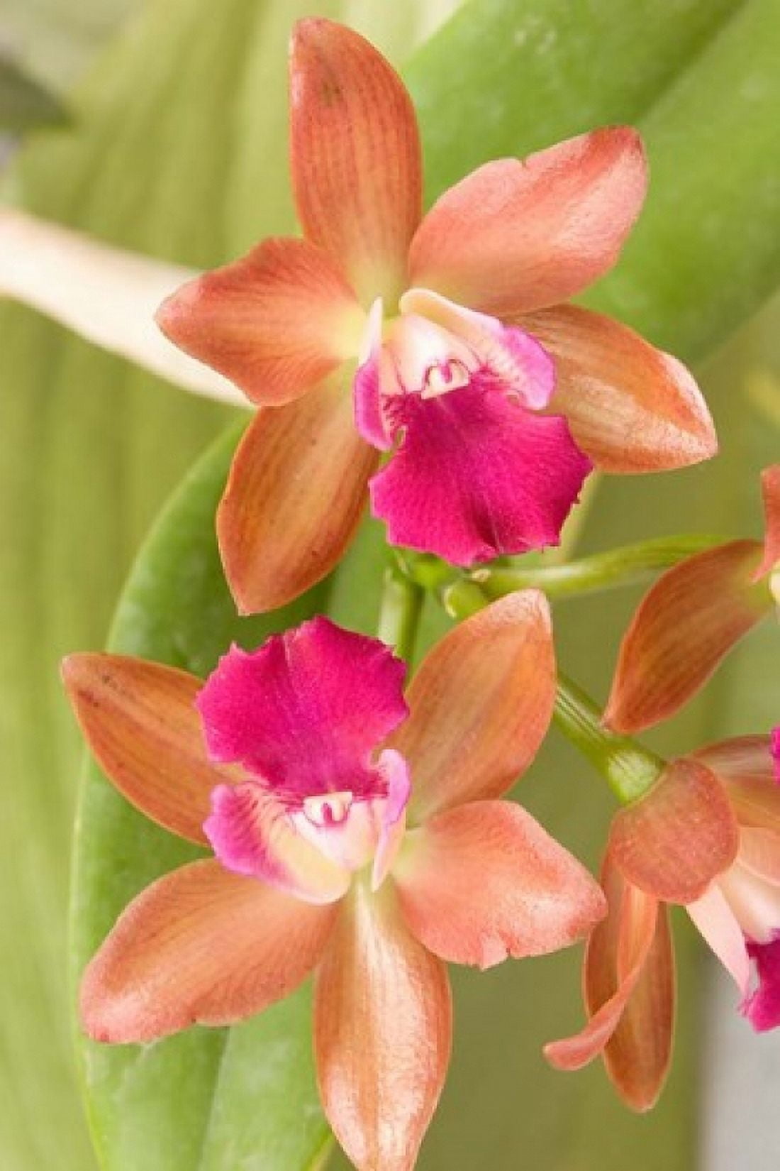 Orchid Blooms in the Spring Thailand Canvas Art - Gavriel Jecan DanitaDelimont (15 x 22)