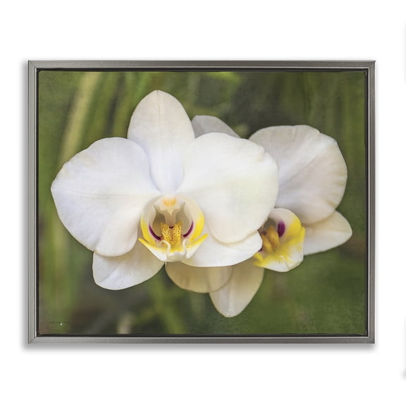 Stupell Industries Orchid Blossom Glow Gray Framed Floater Canvas Wall Art, design by Seven Trees Design