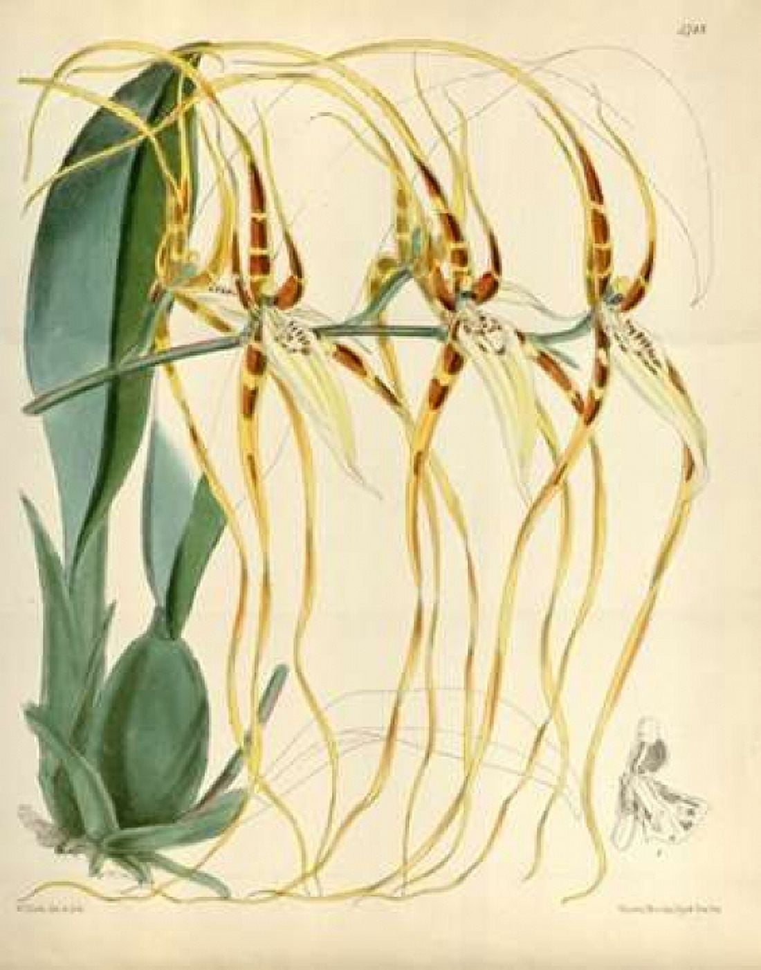 Orchid Brassia Arcuigera Canvas Art - William Curtis (22 x 28)