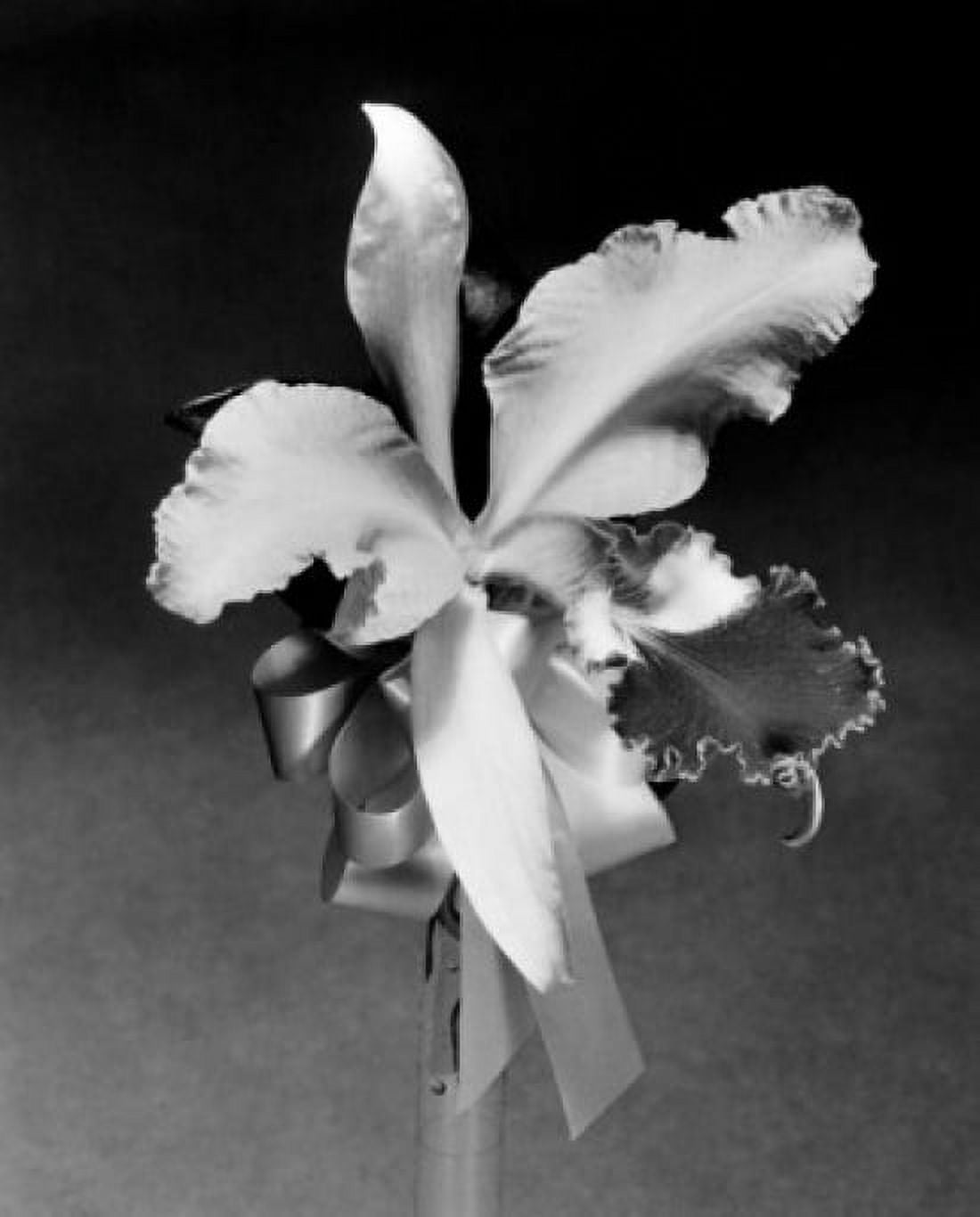 Orchid Canvas Art -  (18 x 24)