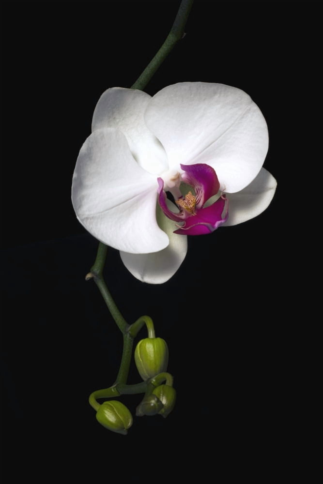 Orchid Canvas Art - David Chapman Design Pics (12 x 18)