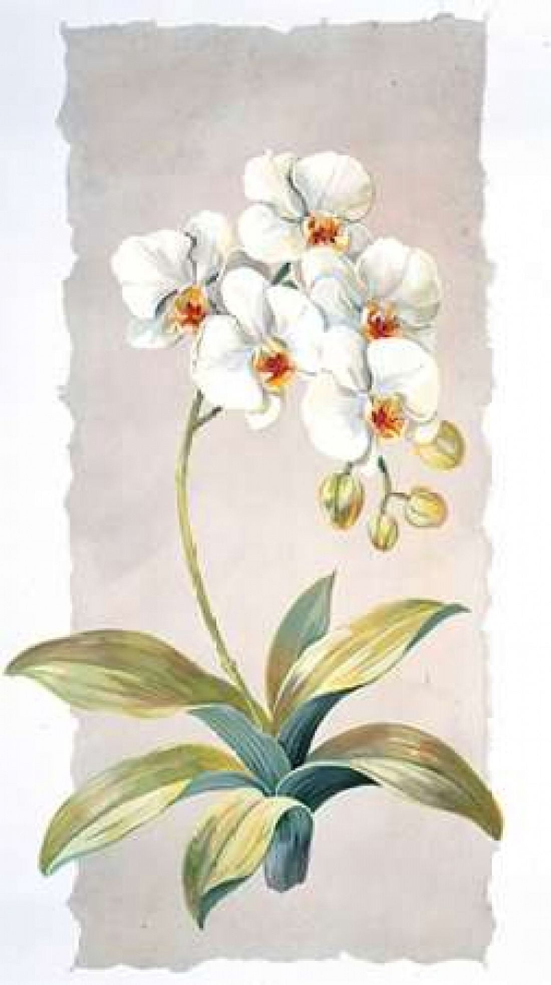 Orchid Canvas Art - Krysztov Kumorek (12 x 18)