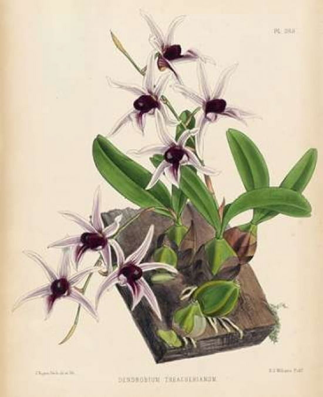 Orchid Canvas Art - Walter Fitch (20 x 24)