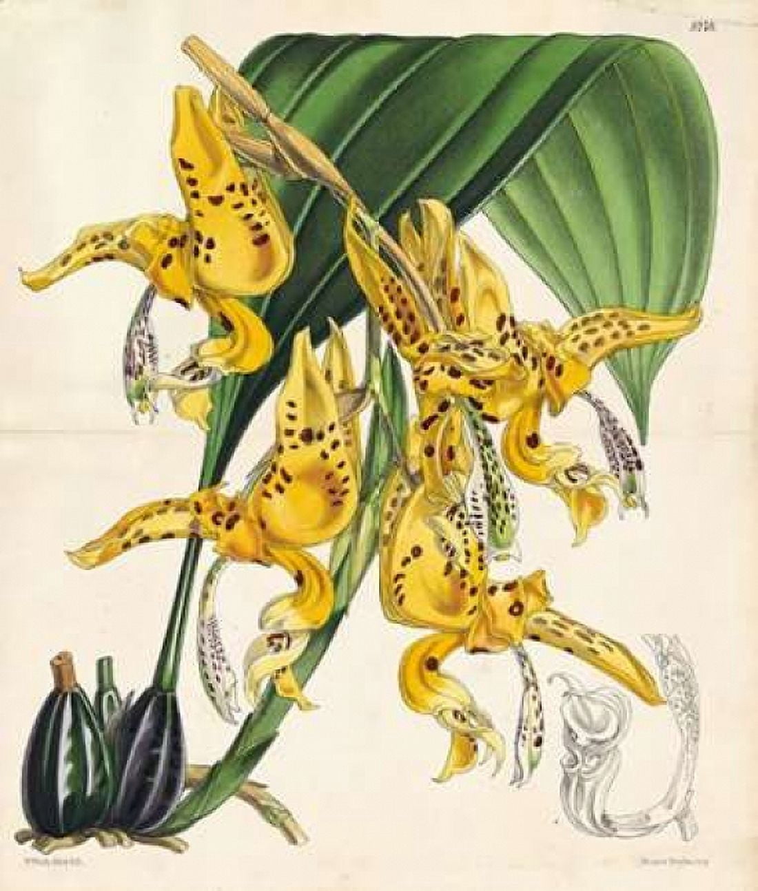 Orchid Canvas Art - Walter Fitch (24 x 24)