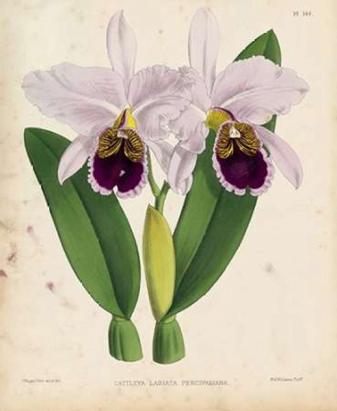 Orchid Canvas Art - Walter Fitch (24 x 30)