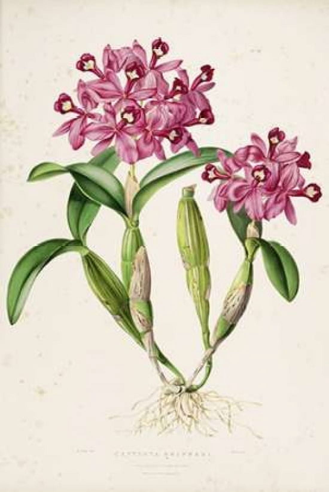 Orchid Catleya Skinneri Canvas Art - Augusta Withers (12 x 18)