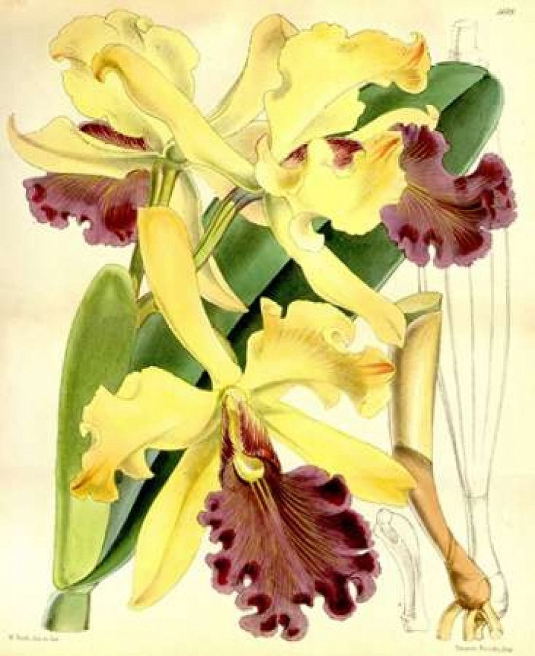 Orchid Cattleya Dowiana Canvas Art - William Curtis (20 x 24)