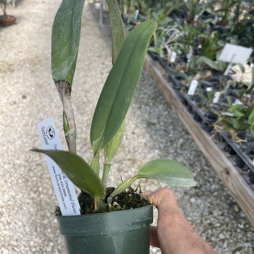 Orchid Cattleya Eldorado bare root
