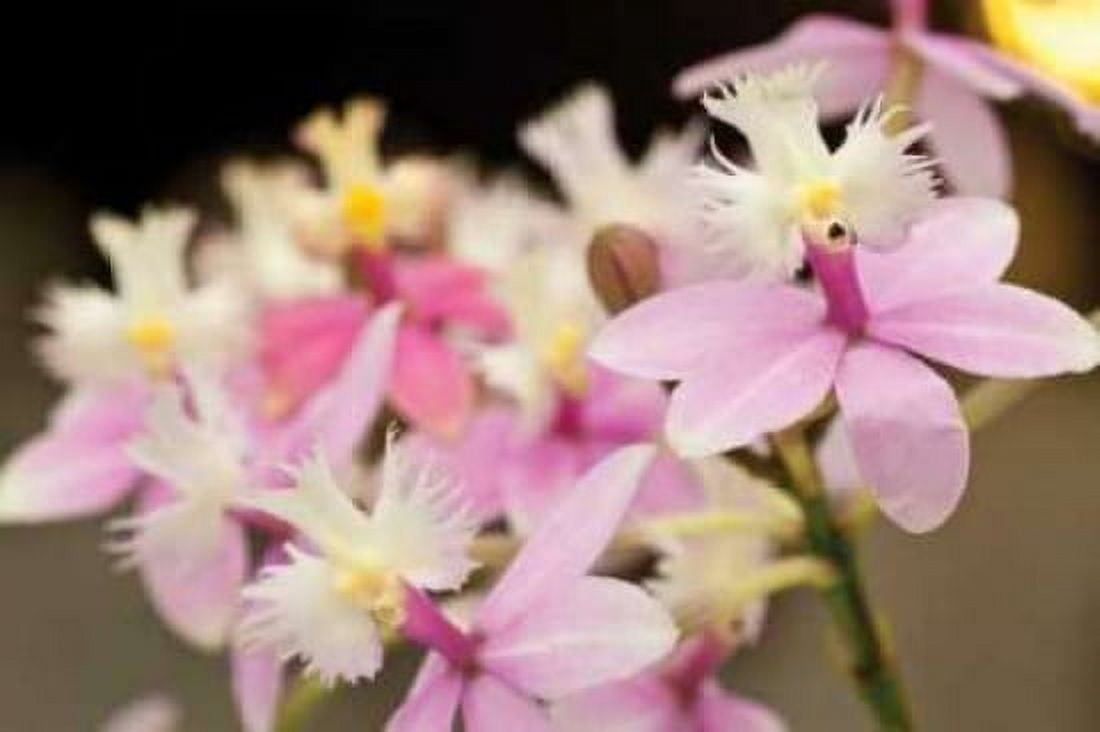 Orchid Chorus Canvas Art - Dana Styber (24 x 36)