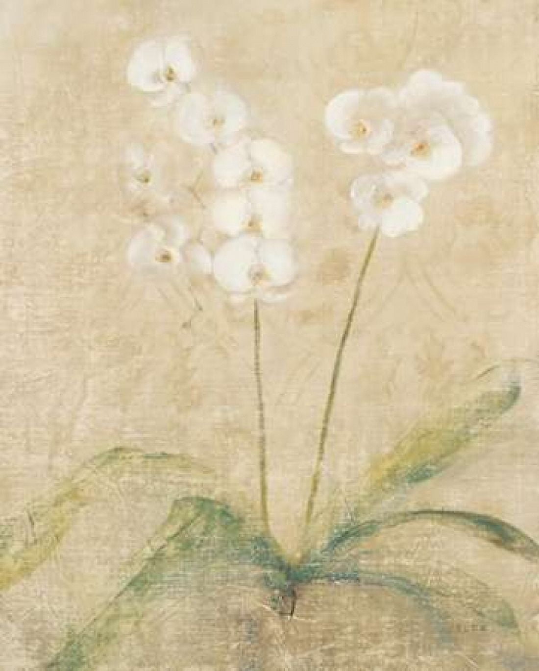 Orchid Cool Canvas Art - Cheri Blum (24 x 30)