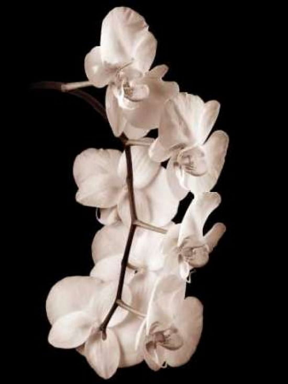 Orchid Dance I Canvas Art - John Rehner (18 x 24)
