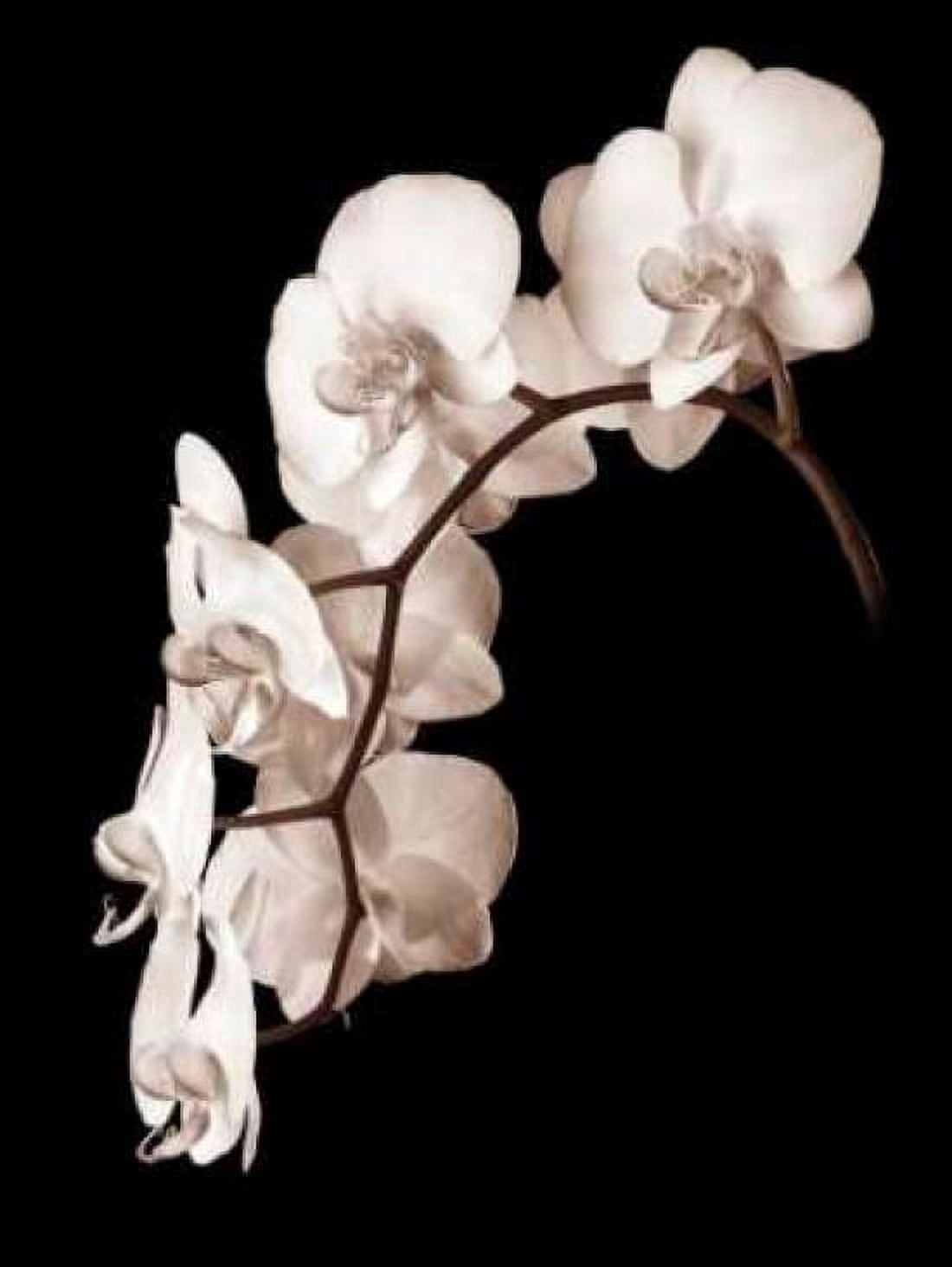 Orchid Dance II Canvas Art - John Rehner (18 x 24)