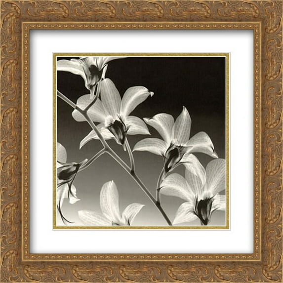 Orchid Denrobium 2x Matted 15x18 Gold Ornate Framed Art Print by Steven N. Meyers