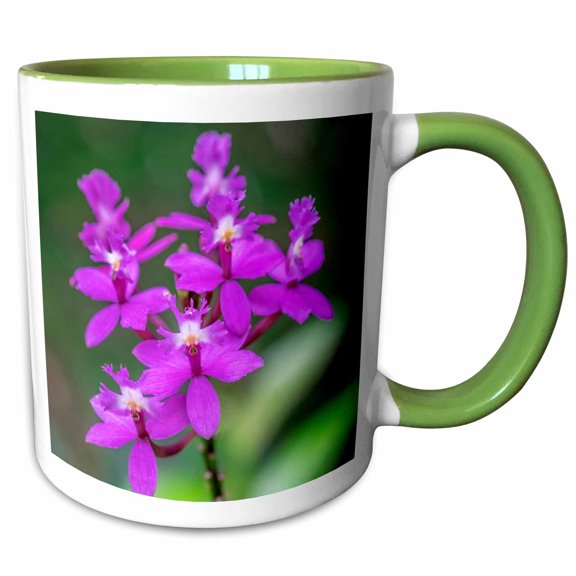 3drose, Orchid, Epidendrum, 11oz Two-tone Green Mug
