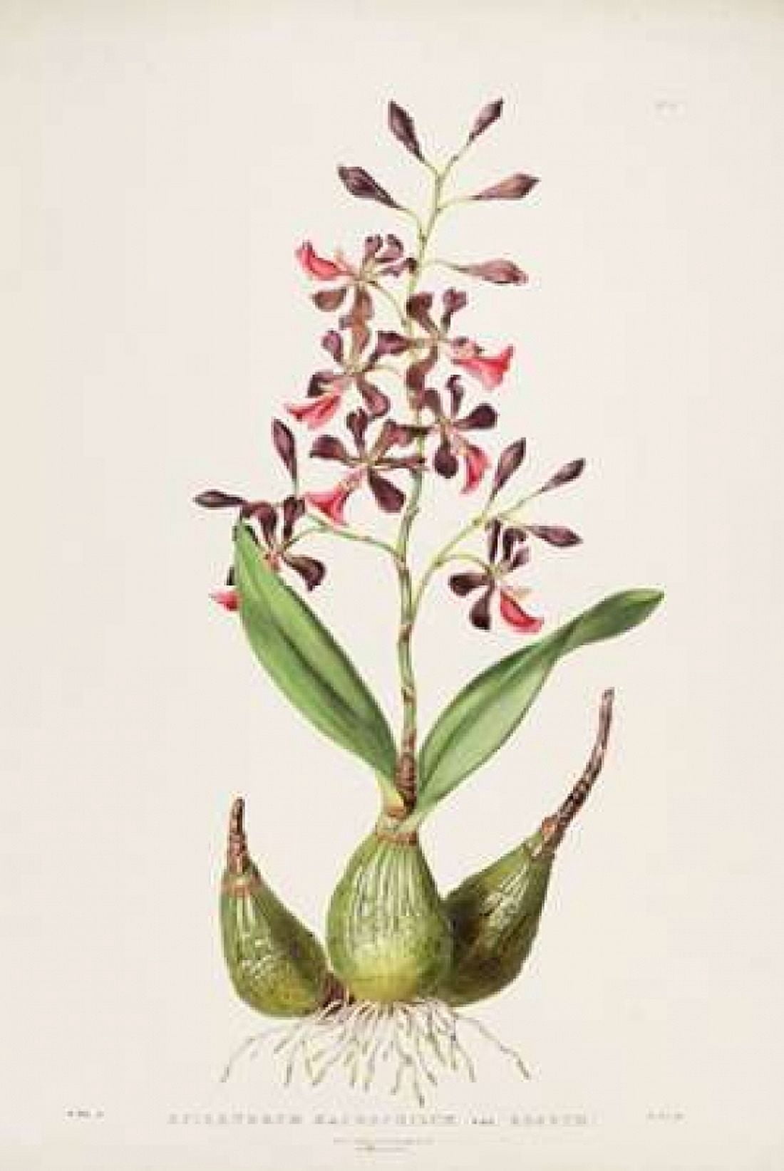 Orchid Epidendrum Macrochilum Canvas Art - Augusta Withers (12 x 18)