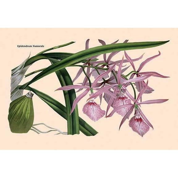 Orchid: Epidendrum Namorale-Fine Art Canvas Print (20" x 30")