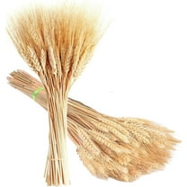 100 Pcs Dried Wheat Stalks for Decor,Bexikou Dried Flowers, Natural Bunch Flowers Home Wedding Table Kitchen Fall Arrangement DIY Decoration 15.7 Inches