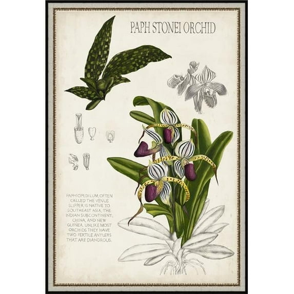Orchid Field Notes I - Framed Fine Art Print with Glass