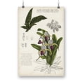 thumbnail image 1 of Orchid Field Notes I. Poster - Naomi McCavitt Designs,, 1 of 3