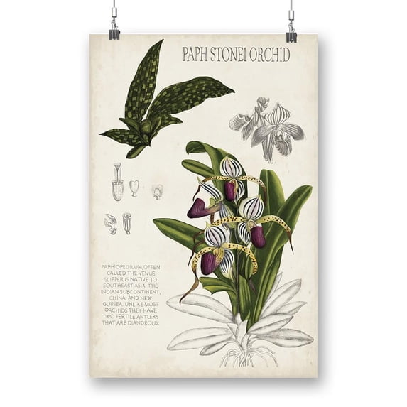 Orchid Field Notes I. Poster - Naomi McCavitt Designs,