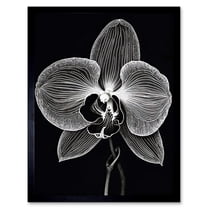 Orchid Flower Bloom Black and White Blind Contour Art Print Framed Poster Wall Decor 12x16 inch