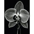thumbnail image 1 of Orchid Flower Bloom Black and White Blind Contour Large Wall Art Poster Print Thick Paper 18X24 Inch, 1 of 3
