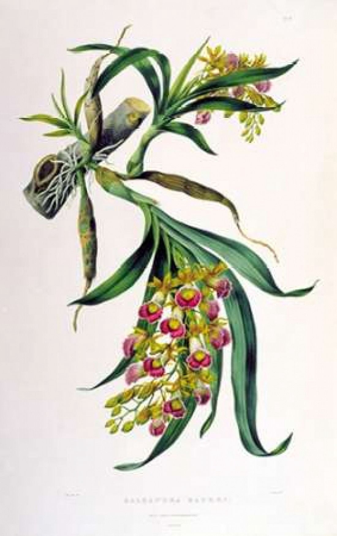 Orchid Galeandra Baueri Canvas Art - Augusta Withers (12 x 18)
