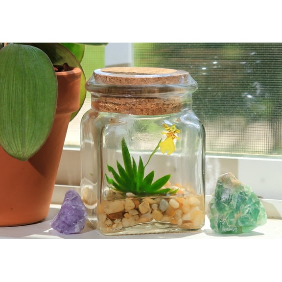 Orchid Gene Miniature Orchid Terrarium with Self-Sustaining Nutritional Medium