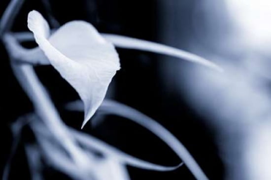 Orchid I Canvas Art - Beth Wold (24 x 36)
