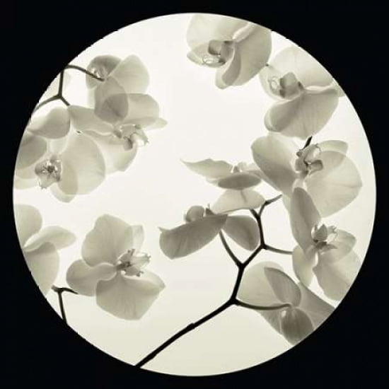 Orchid I Canvas Art - Ian Winstanley (24 x 24)