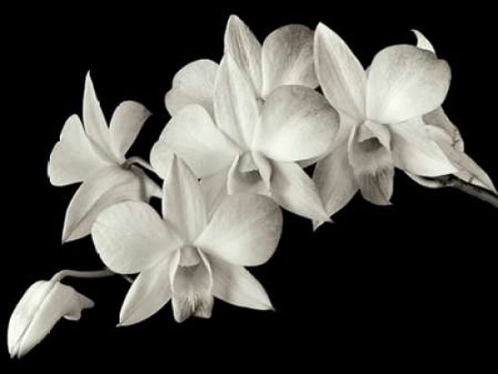 Orchid II Canvas Art - Ahmed Sirry (18 x 24)