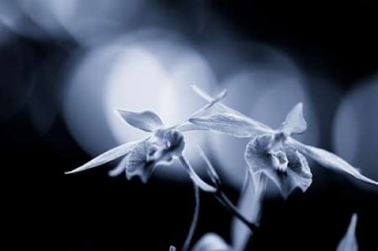 Orchid II Canvas Art - Beth Wold (12 x 18)