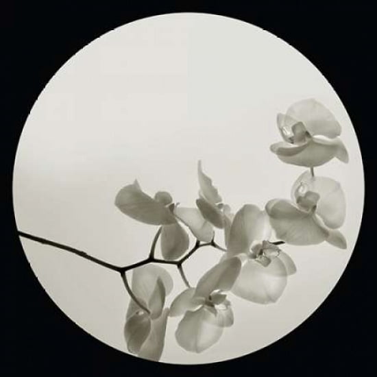 Orchid II Canvas Art - Ian Winstanley (24 x 24)