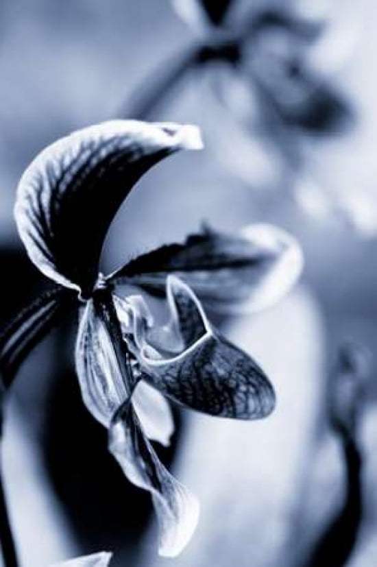 Orchid IV Canvas Art - Beth Wold (12 x 18)