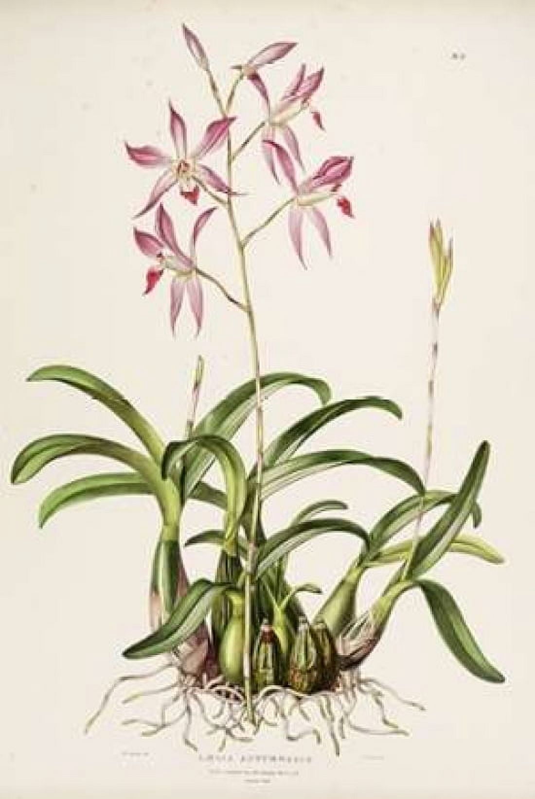 Orchid Laela Autumnalis Canvas Art - Augusta Withers (12 x 18)
