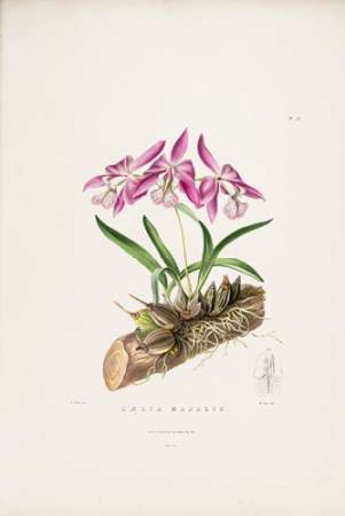Orchid Laelia Majalis Canvas Art - Augusta Withers (12 x 18)