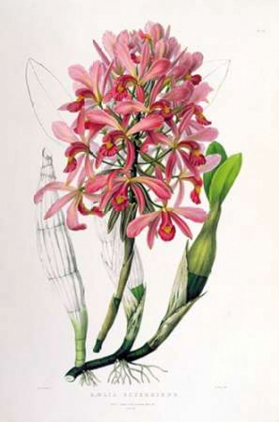 Orchid Laelia Superbiens Canvas Art - Augusta Withers (12 x 18)