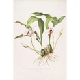 thumbnail image 1 of Orchid, Maxillaria Skinneri Poster Print by Augusta Withers (12 x 18), 1 of 1