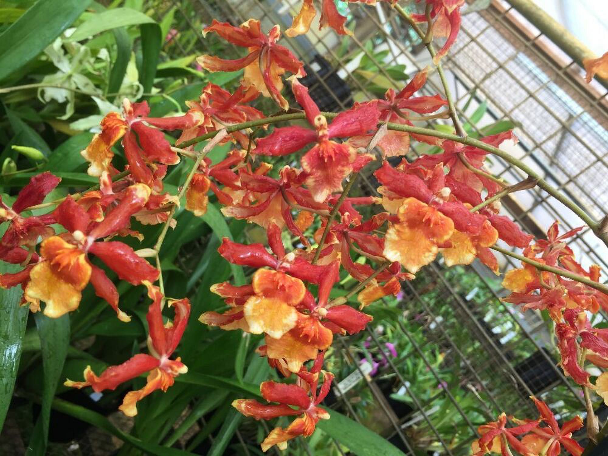 Orchid Odontocidium Sunny Daze ‘Hilo Bay’ Live Plants from Hawaii