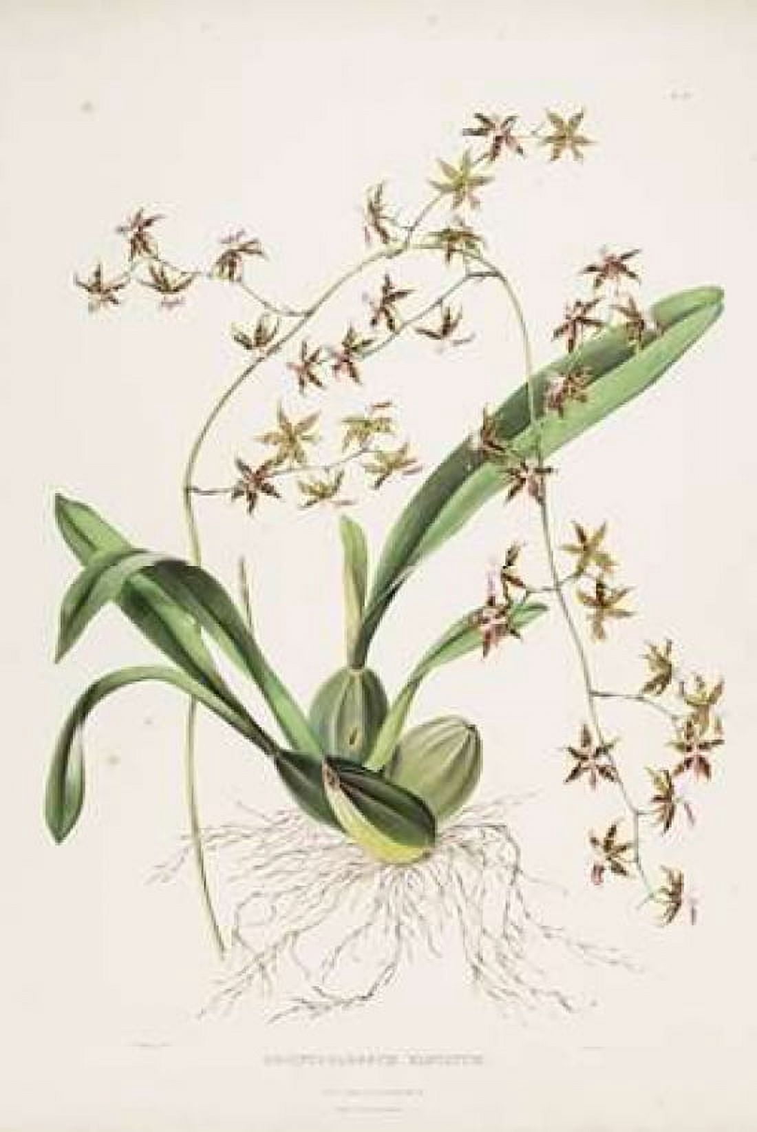 Orchid Odontoglossum Hastatum Canvas Art - Augusta Withers (12 x 18)
