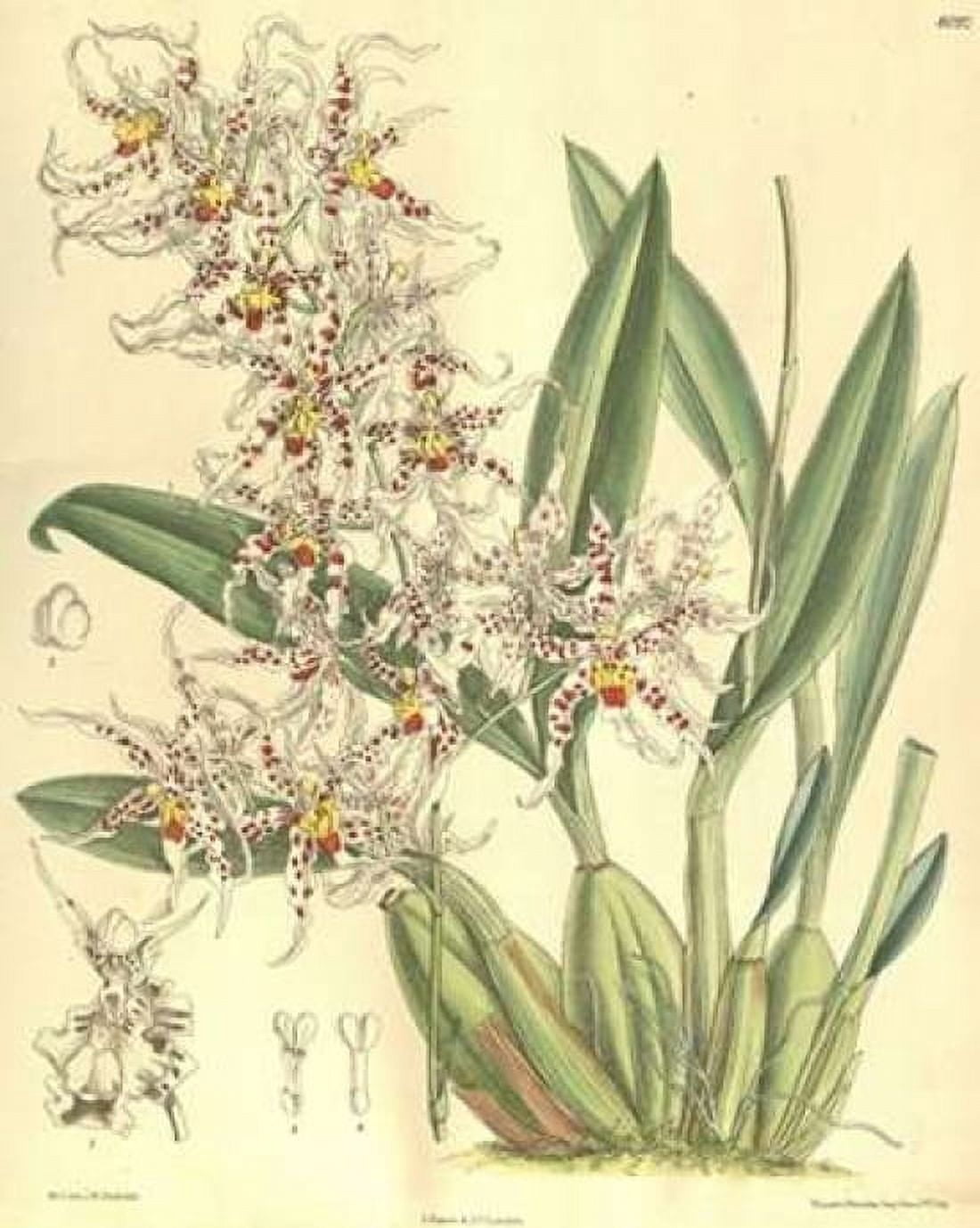 Orchid Odontoglossum Naevium Canvas Art - William Curtis (22 x 28)