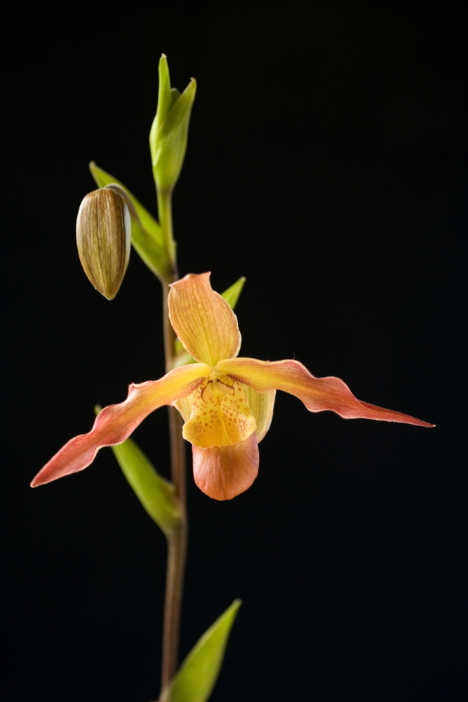 Orchid On Black Background Canvas Art - Ron Dahlquist Design Pics (11 x 17)