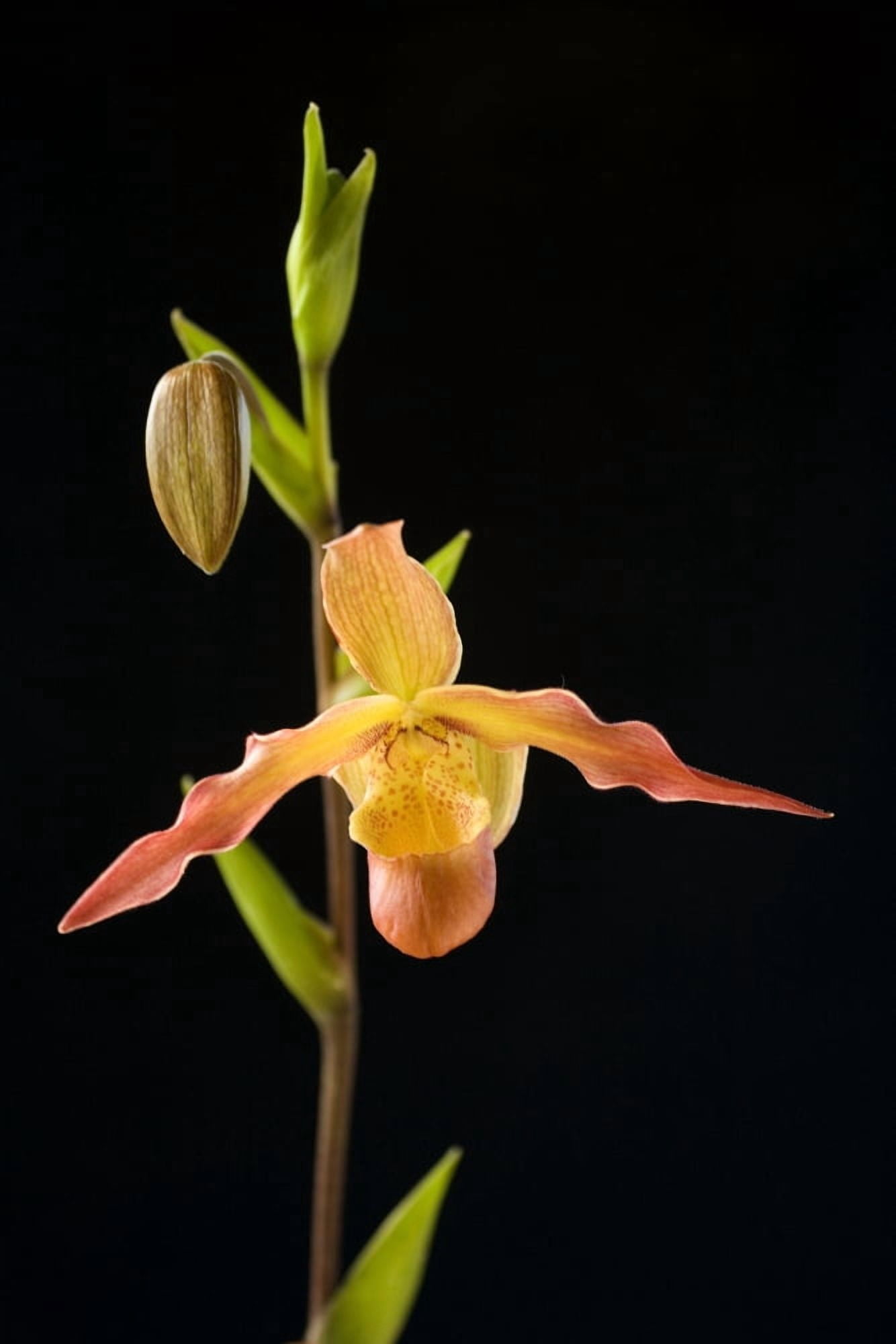 Orchid On Black Background Canvas Art - Ron Dahlquist Design Pics (22 x 34)