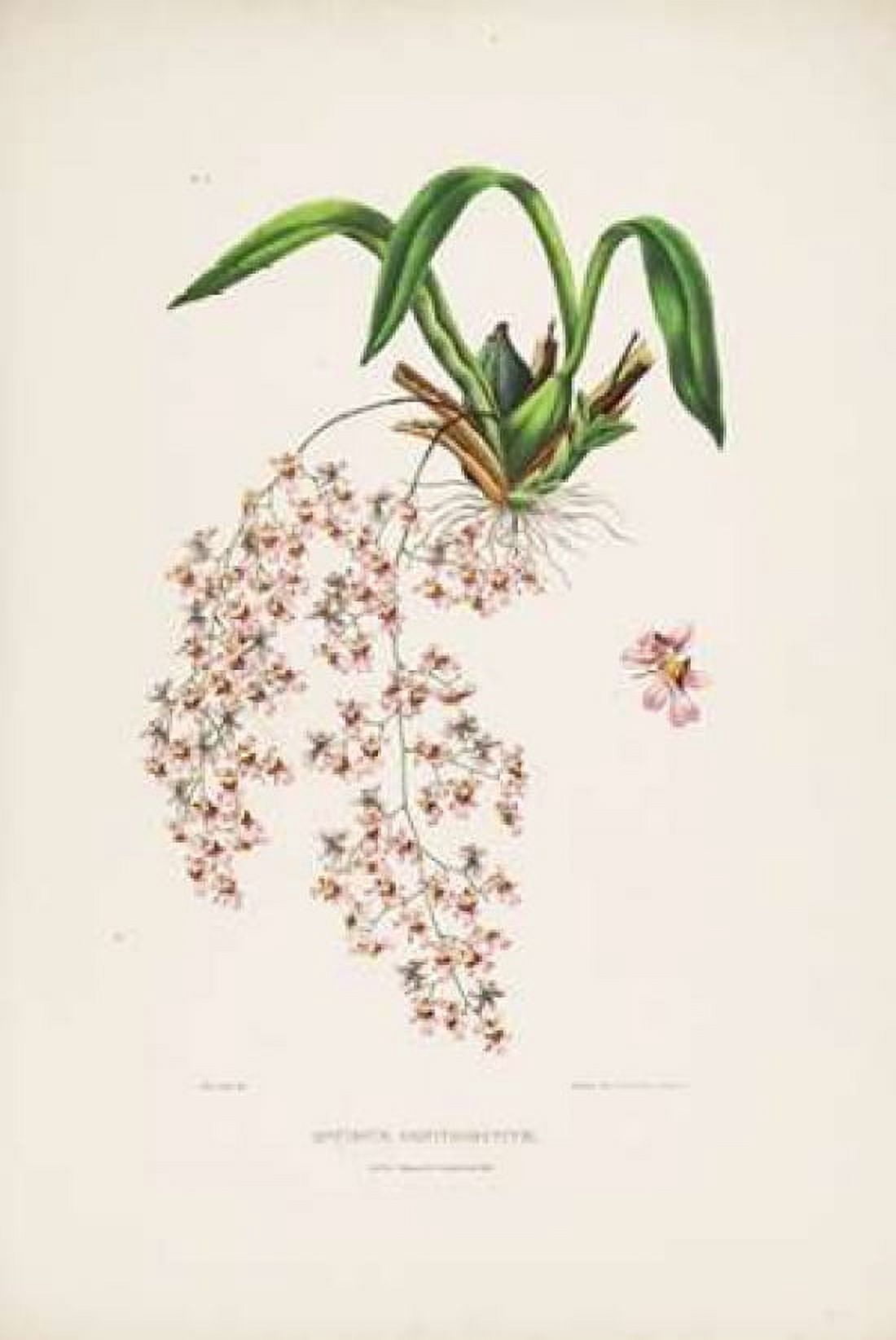 Orchid Oncidium Bateman Canvas Art - Augusta Withers (12 x 18)